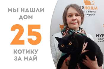 Не прошло и двух месяцев, как экзотический котик Спок встретил свою новую хозяйку!