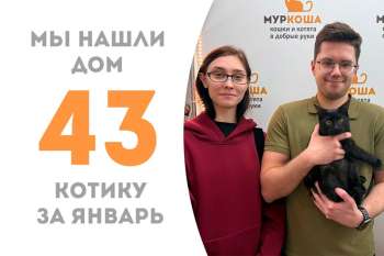 Меньше двух месяцев потребовалось котенку Тадао, чтобы найти дом!