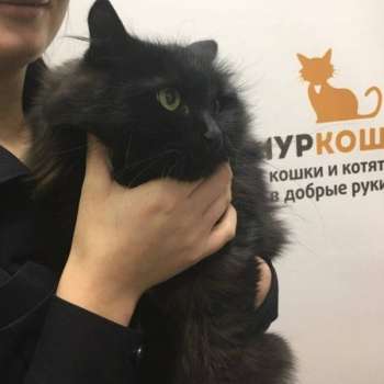 Лиса