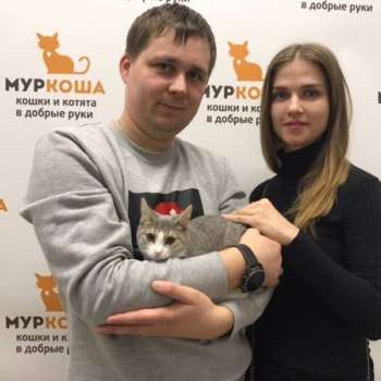 Эльфи