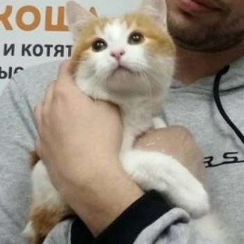Блум