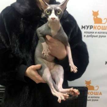 Финя