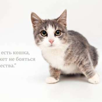 Вишенка