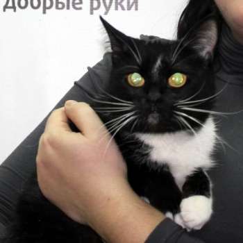 Чарси