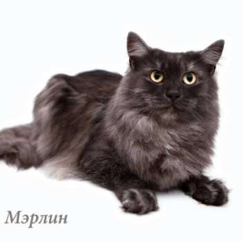 Мэрлин