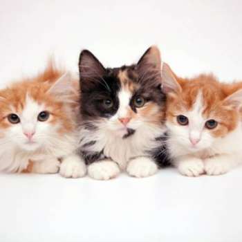 3 котенка