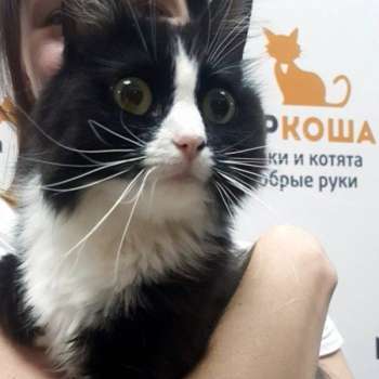 Фрося