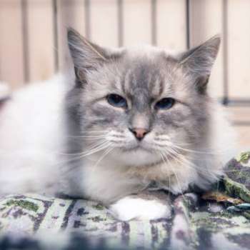 Кристофер