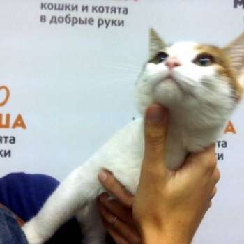Краска