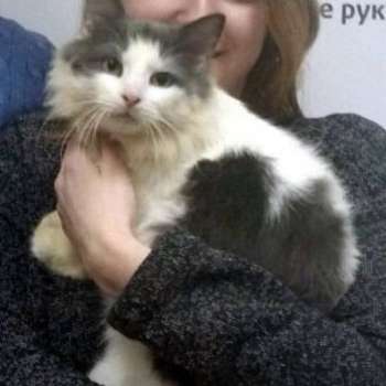 Никас