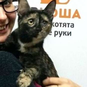 Минели