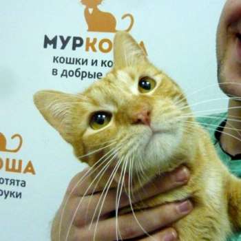 Сириус
