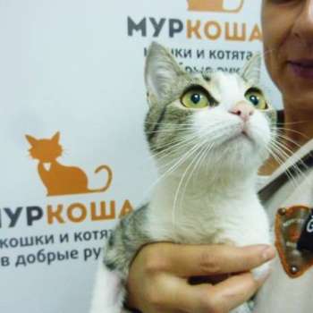 Матрица