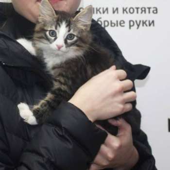 Дональбэйн