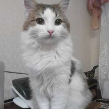 Марик