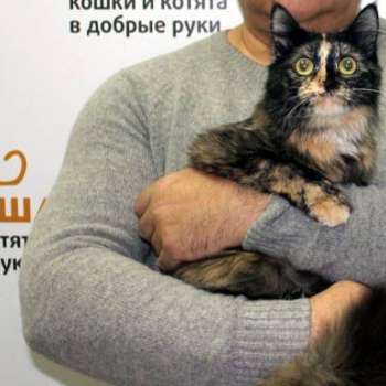 Сангрия