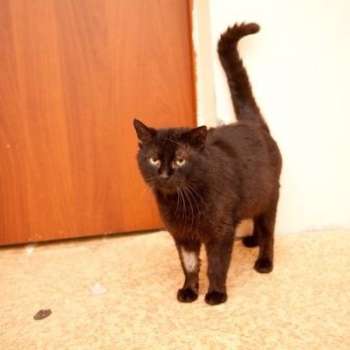 Бегемот
