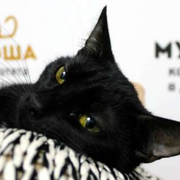 Лоис