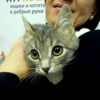 Азалия