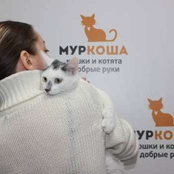 Ноэль
