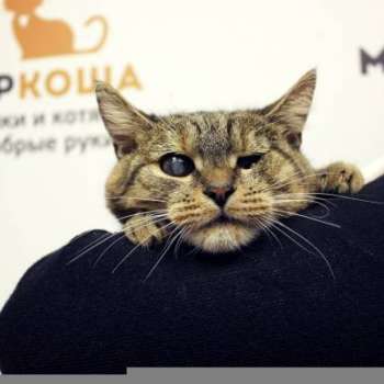 Лизе Фиттипальди