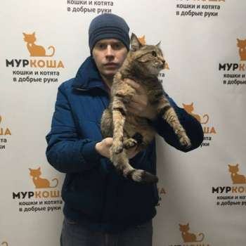 Полумна