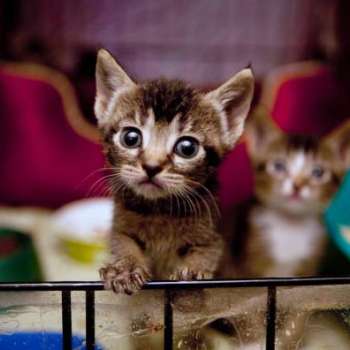 6 котят