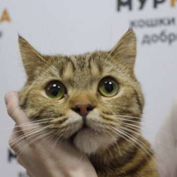 Алехандро