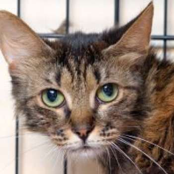 Алёнушка