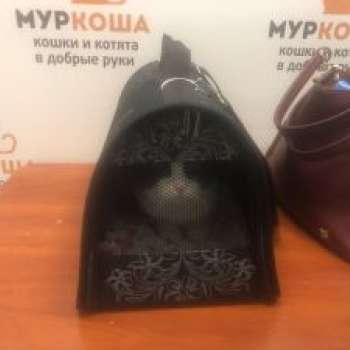 Кнопыч