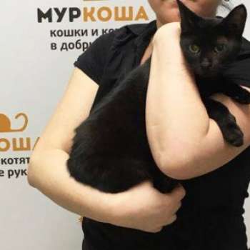 Баги