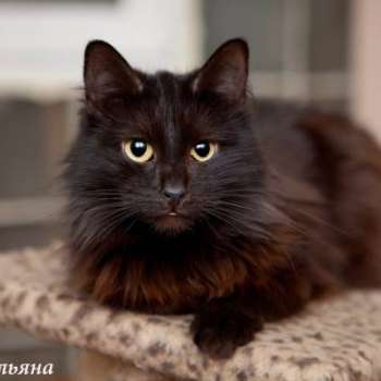 Ульяна