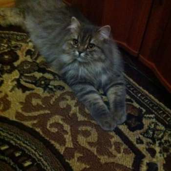 Жаклин