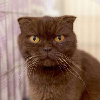 Жозефина