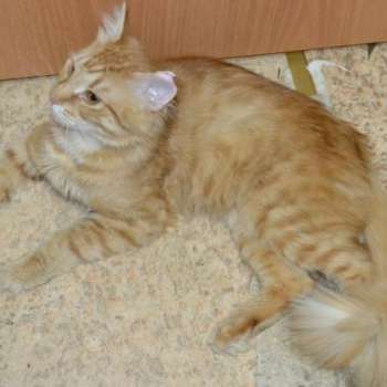 Коржик