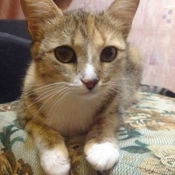 Катя