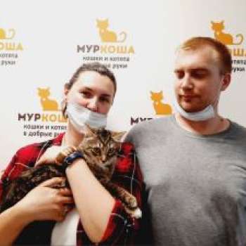 Коточчино