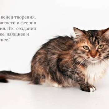 Алекса