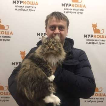 Кокош