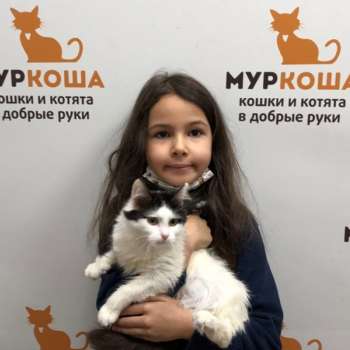 Бегония