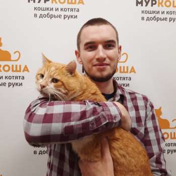 Чипполино