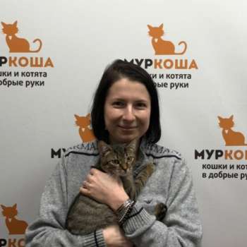 Медовичок