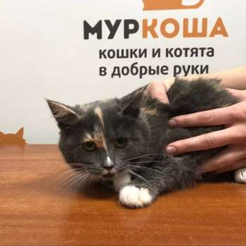 Мессика 
