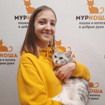 Чипса 