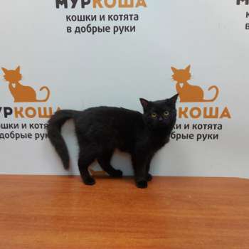 Эфочка 