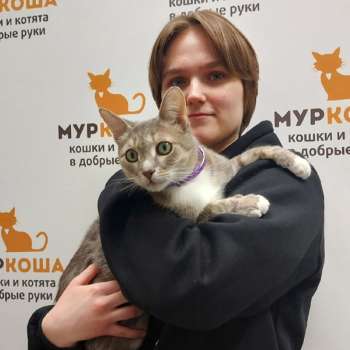 Кисулс