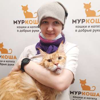Лайвли 