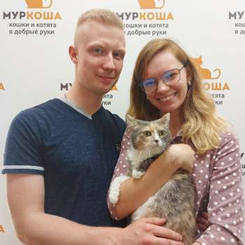 Линса 