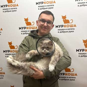 Вил