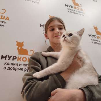 Бриошка 